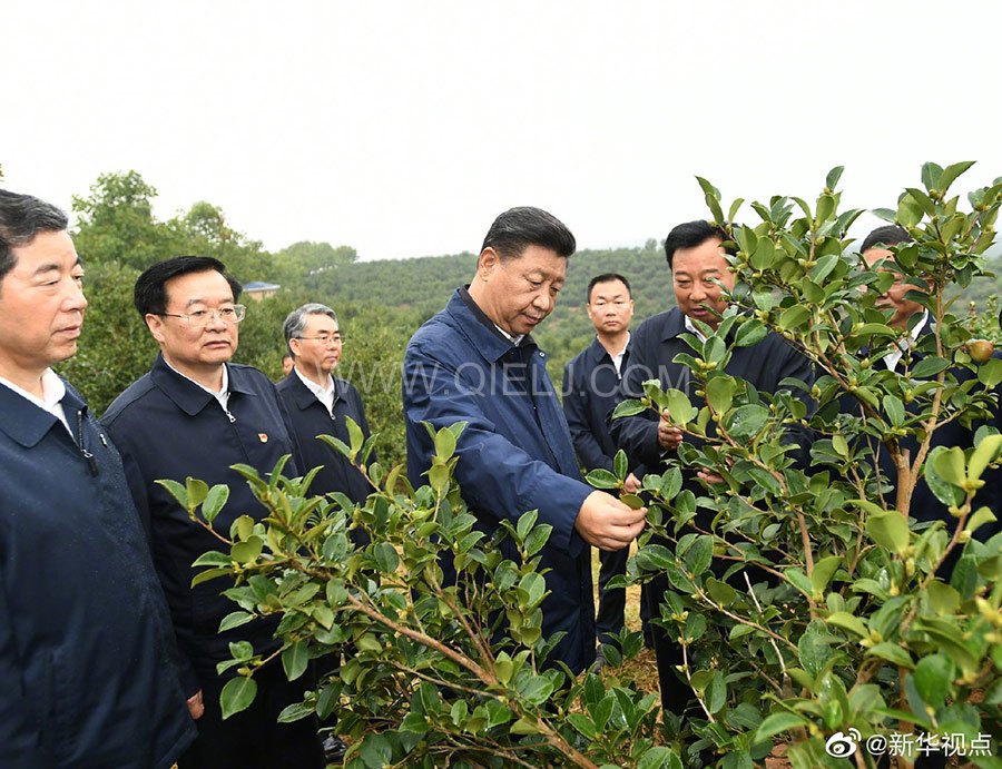 光山油茶籽榨油設備，山茶籽油榨油機廠家(圖1)