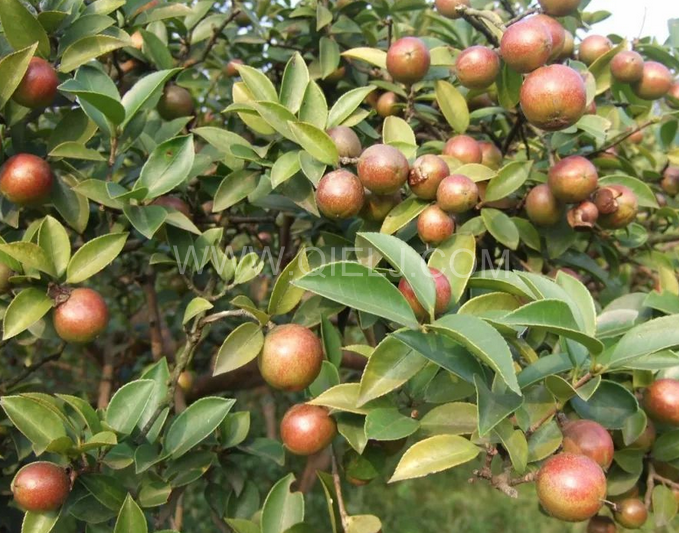茶籽油壓榨設備認準企鵝機械，性能穩定操作便利(圖1)